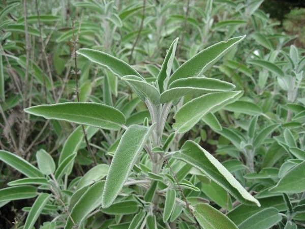 nuotrauka