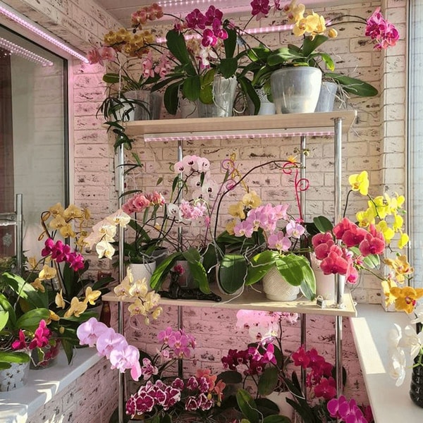 Kaip naudoti kiaušinių lukštus orchidėjų tręšimui