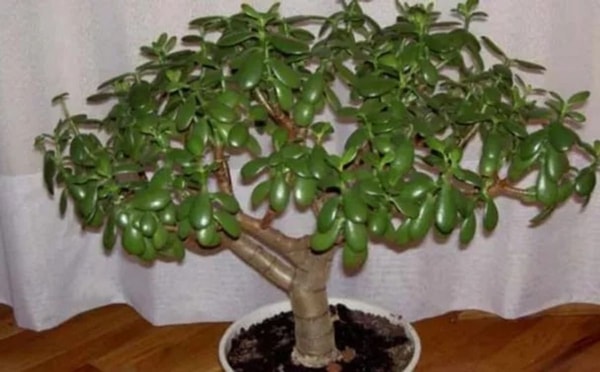 nuotrauka