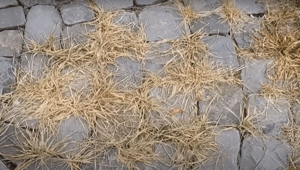 nuotrauka