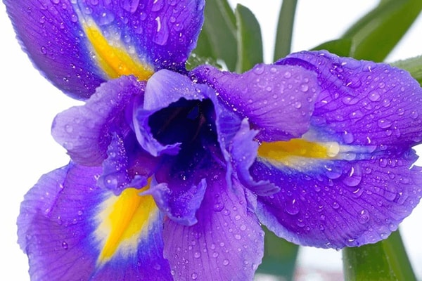 Irisas