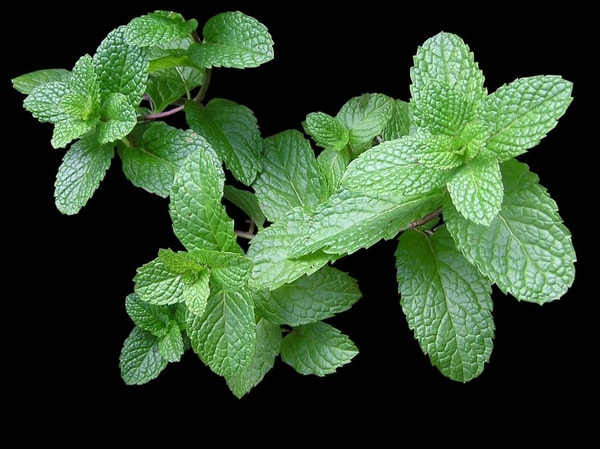 nuotrauka