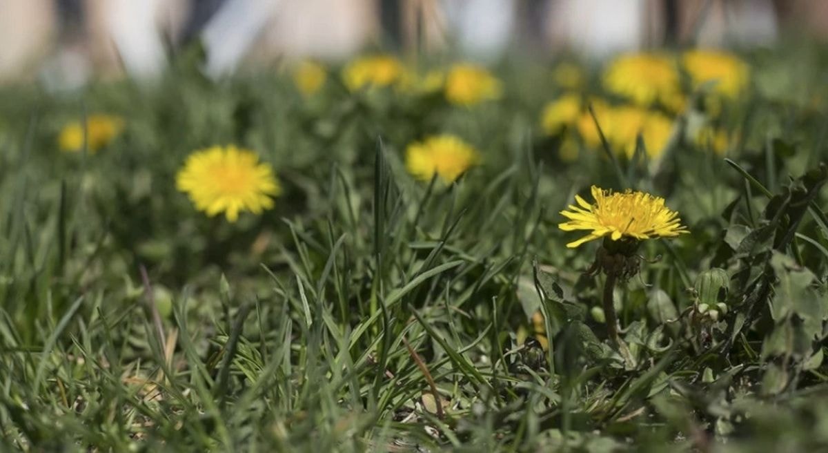 „Dirbame taikliai“: sugalvojame, kaip savo sode atsikratyti kiaulpienių