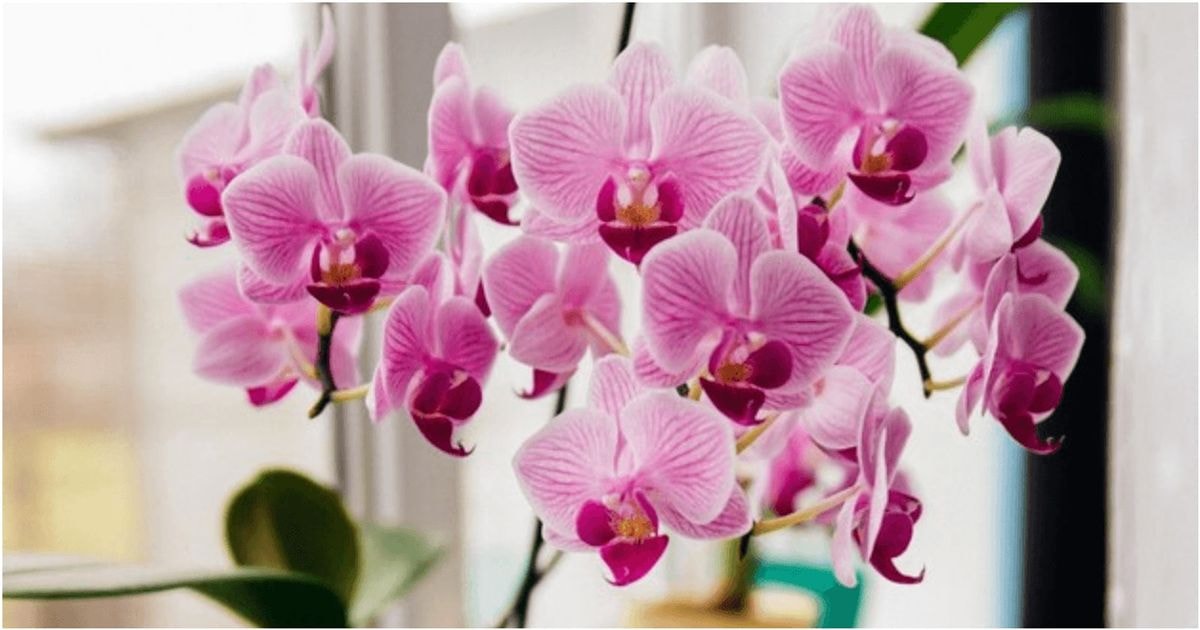 7 populiariausios orchidėjų rūšys