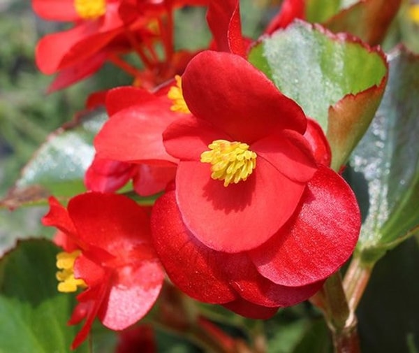 Begonija visadžydė (Begonia semperflorens)