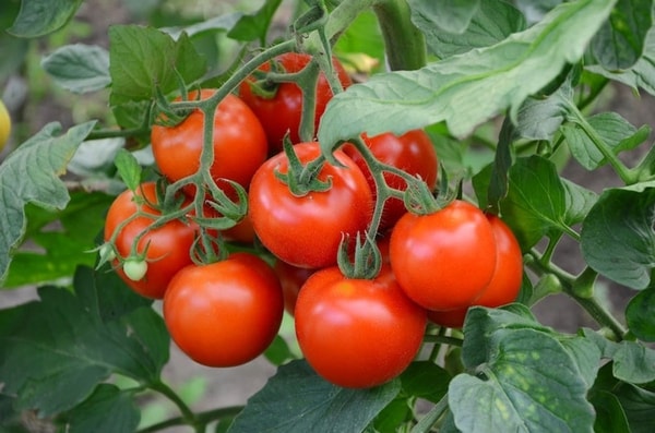 pomidorai