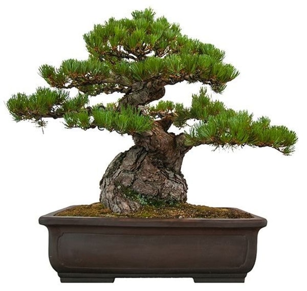 Bonsai medelis