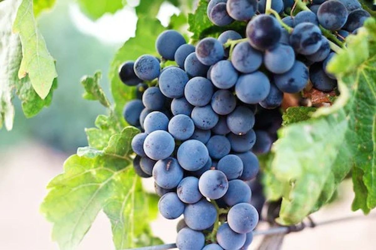 Grapeseed Oil Is Healthy To Your Skin