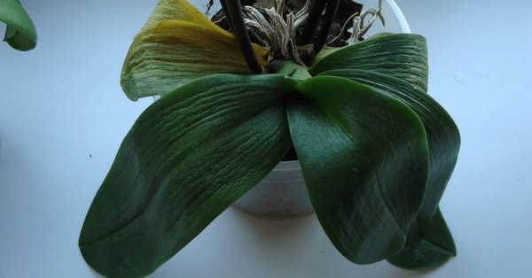 Orchidėjų lapai