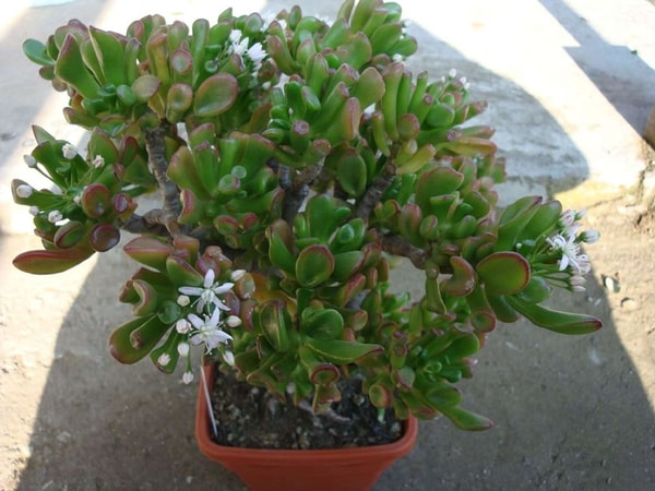 nuotrauka