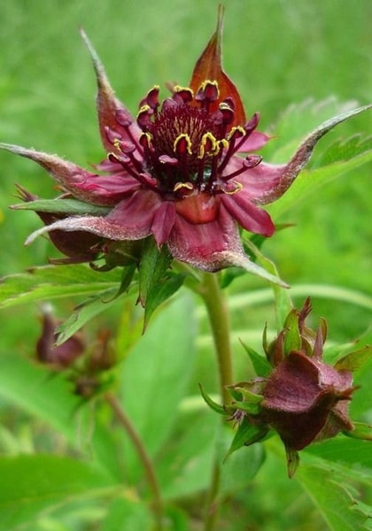 nuotrauka