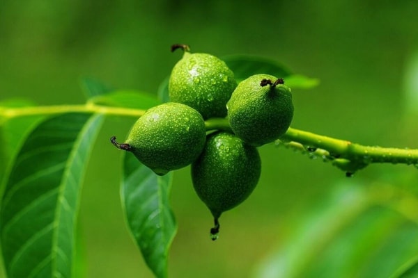 nuotrauka