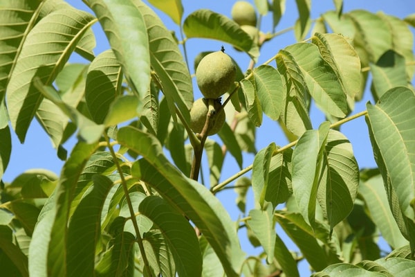 Graikinių riešutų lapuose yra eterinių aliejų, taninų ir vitamino C