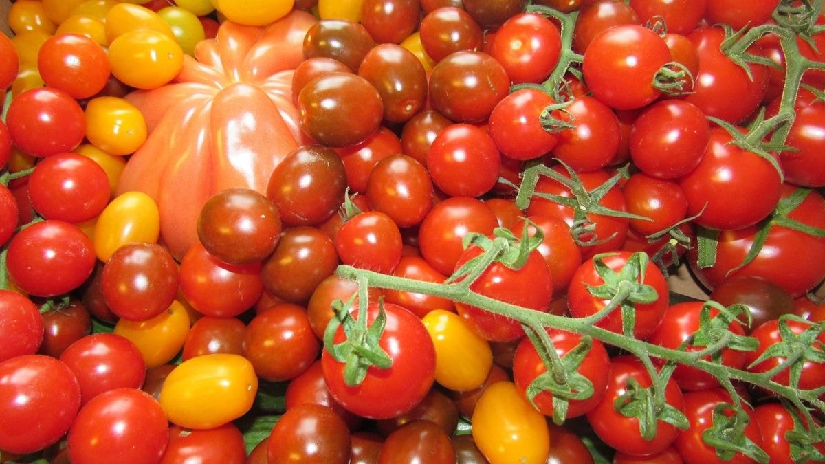 Tomatoes