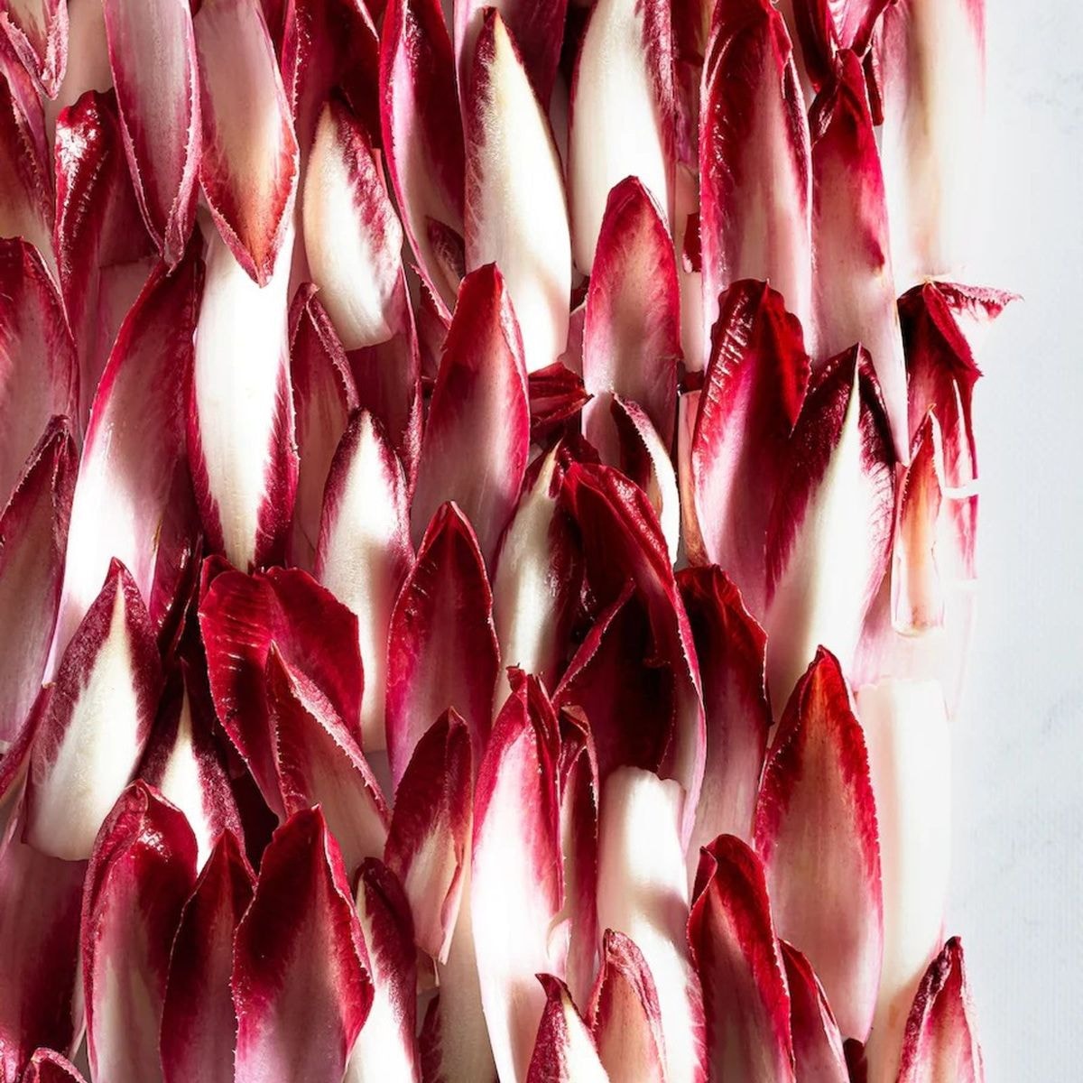 Radicchio