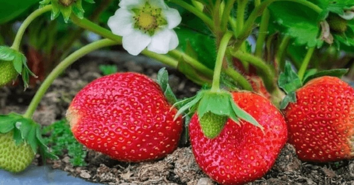 Kaip naudojant garstyčias galima padidinti braškių derlių?