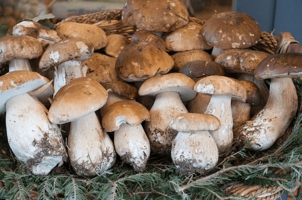 Baravykai