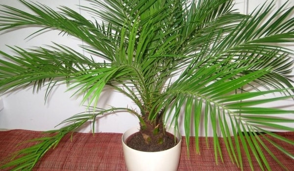 nuotrauka