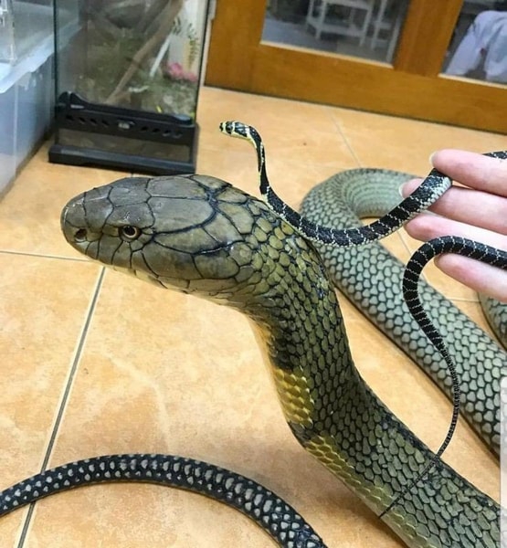 nuotrauka