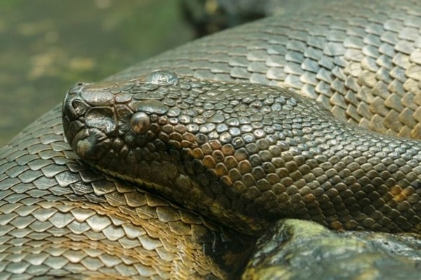 nuotrauka