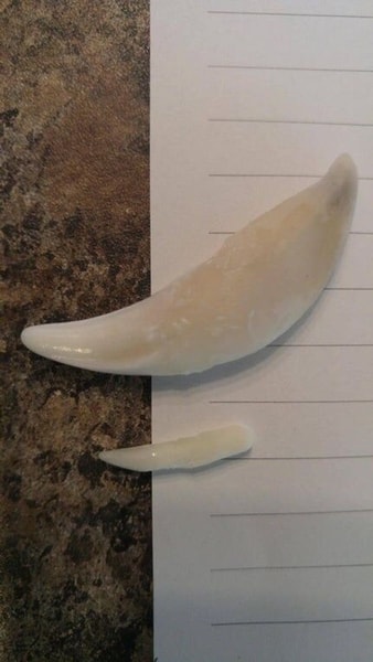 nuotrauka
