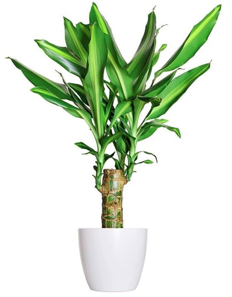 Dracena (Dracaena)
