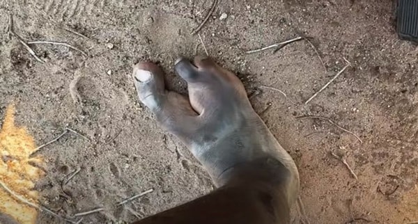 nuotrauka