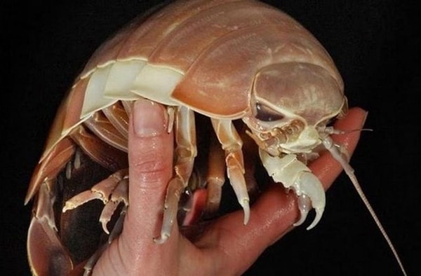 nuotrauka