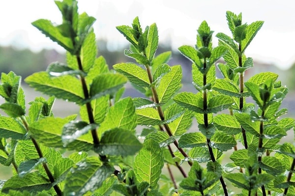 nuotrauka