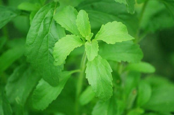 nuotrauka