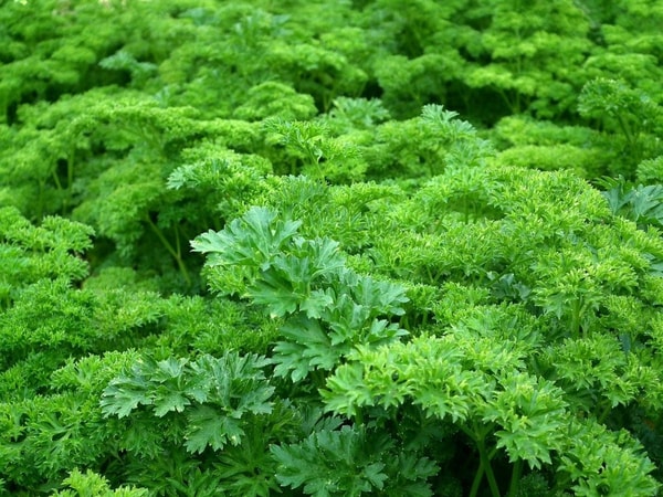 300 g petražolių