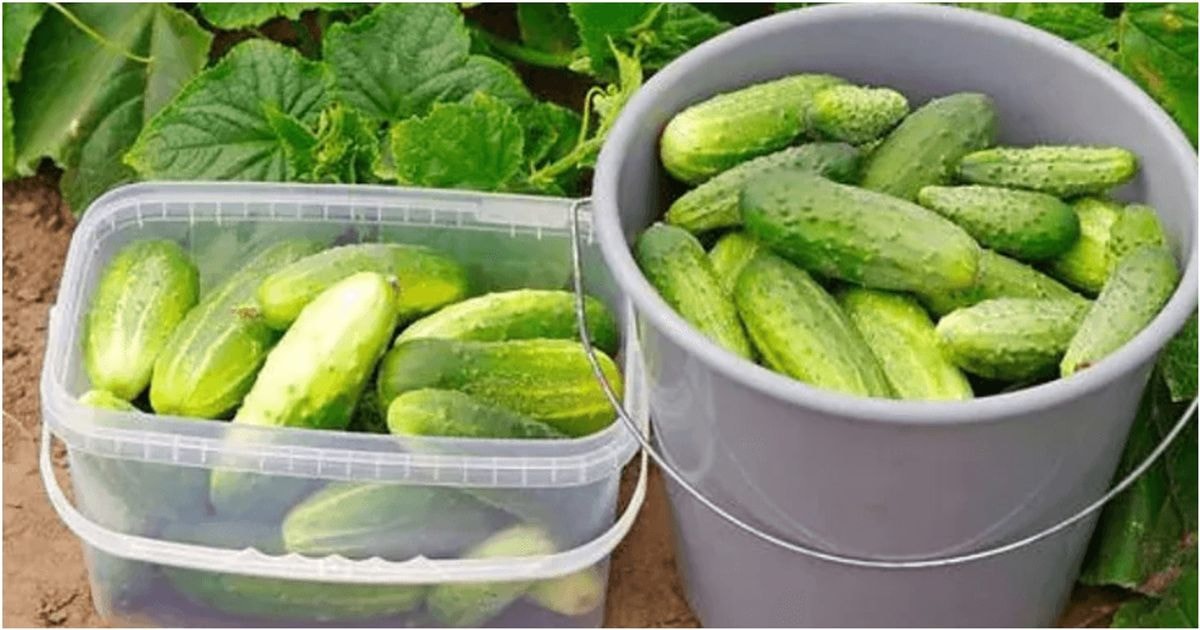 Šiuo tirpalu palaistykite agurkus