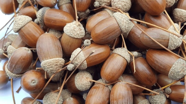 Gilės