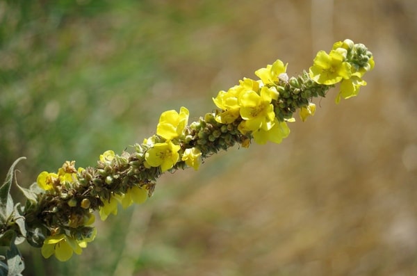 nuotrauka