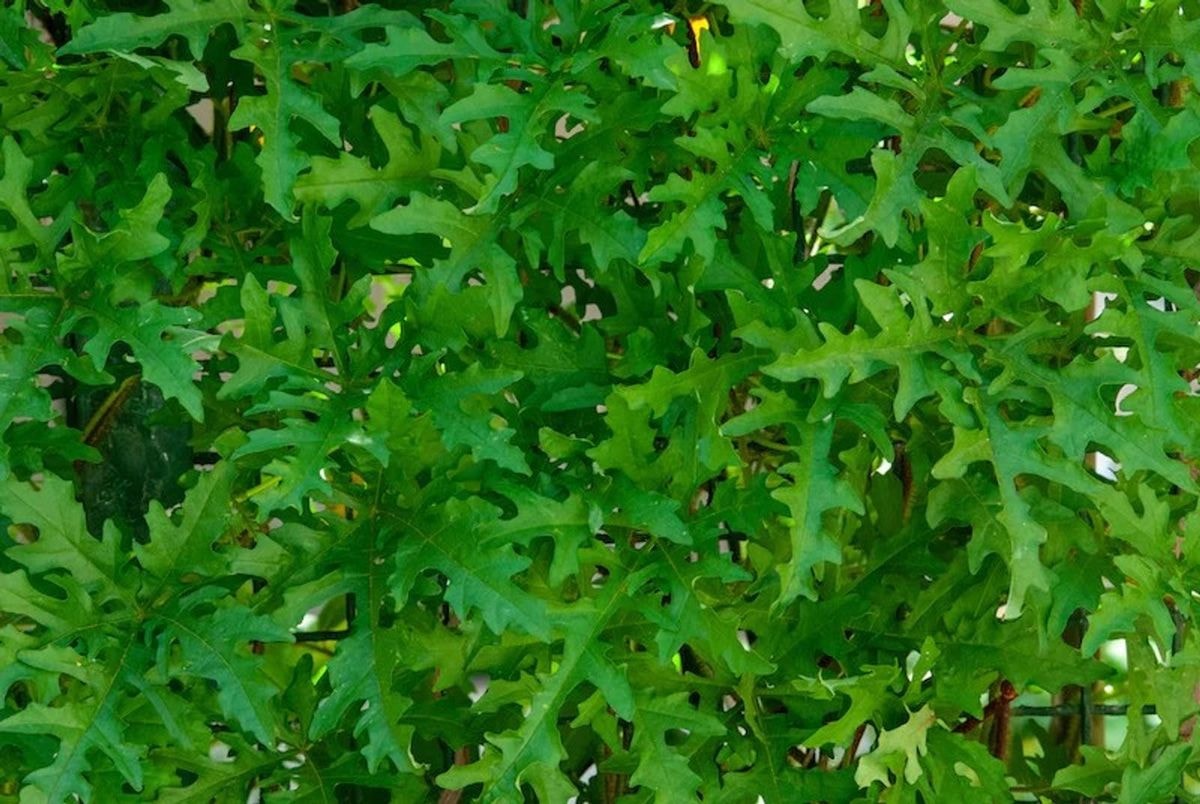 Arugula