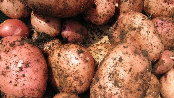 nuotrauka