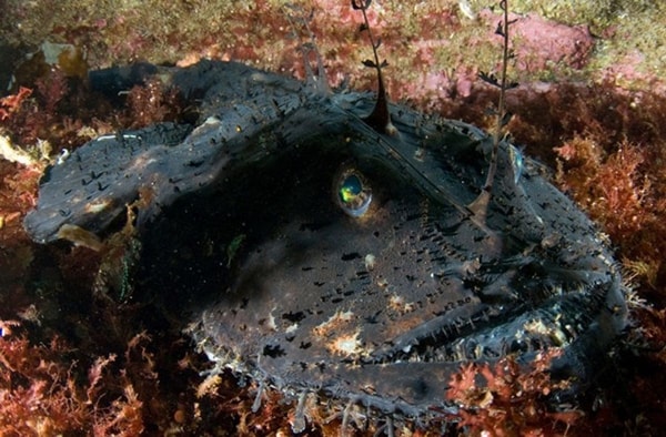 nuotrauka