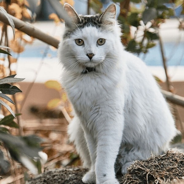 Gražūs katinai