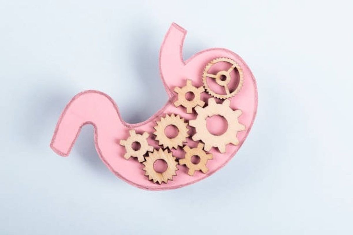 stomach illustration
