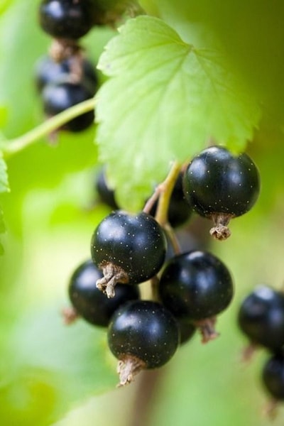 nuotrauka