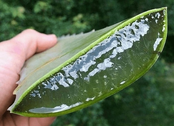Alavijo sudėtyje yra daugybė vitaminų ir kitų naudingų medžiagų