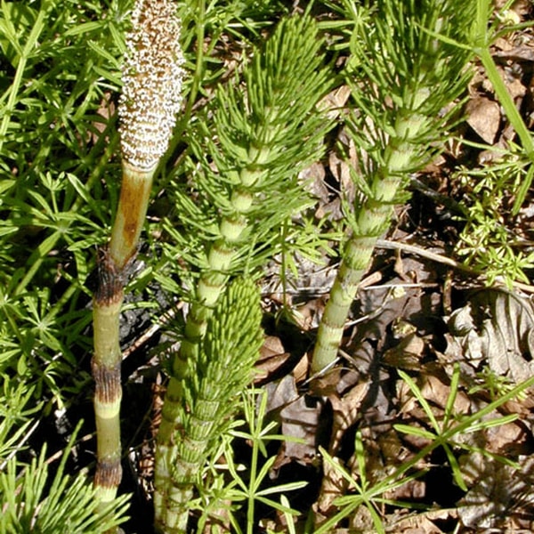 Asiūklis