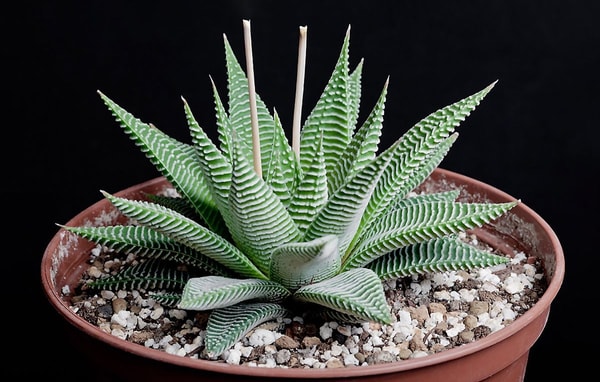 nuotrauka