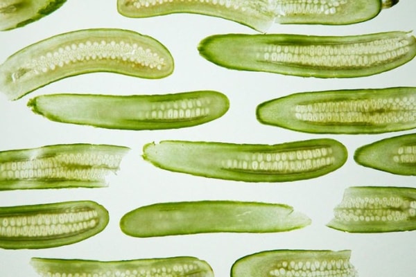 sliced pickles