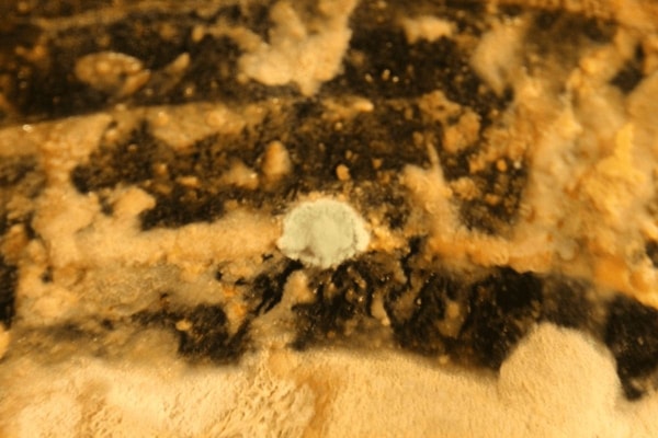 nuotrauka