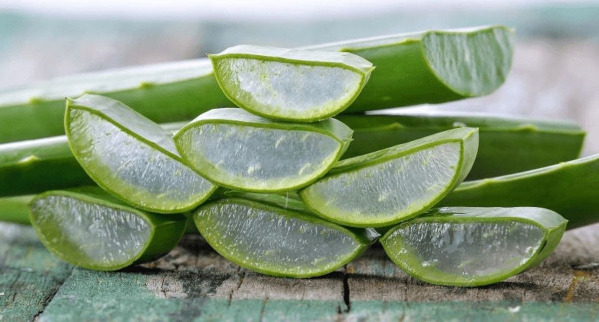 aloe vera