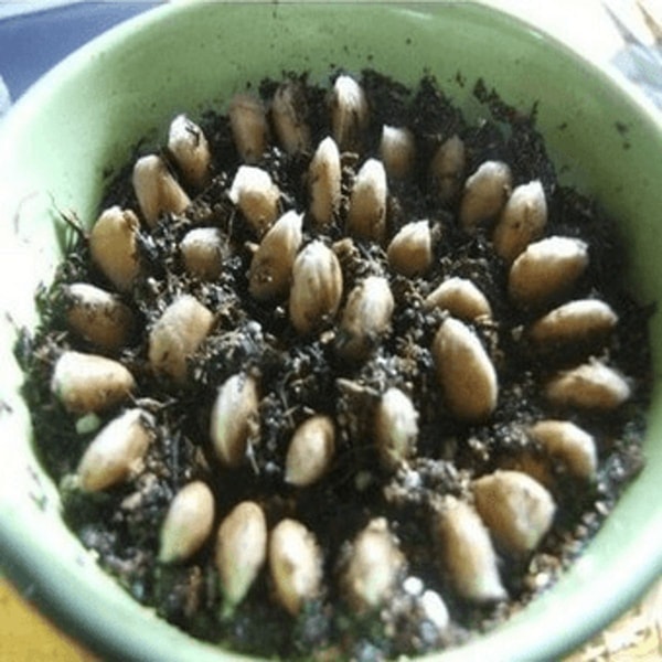 nuotrauka