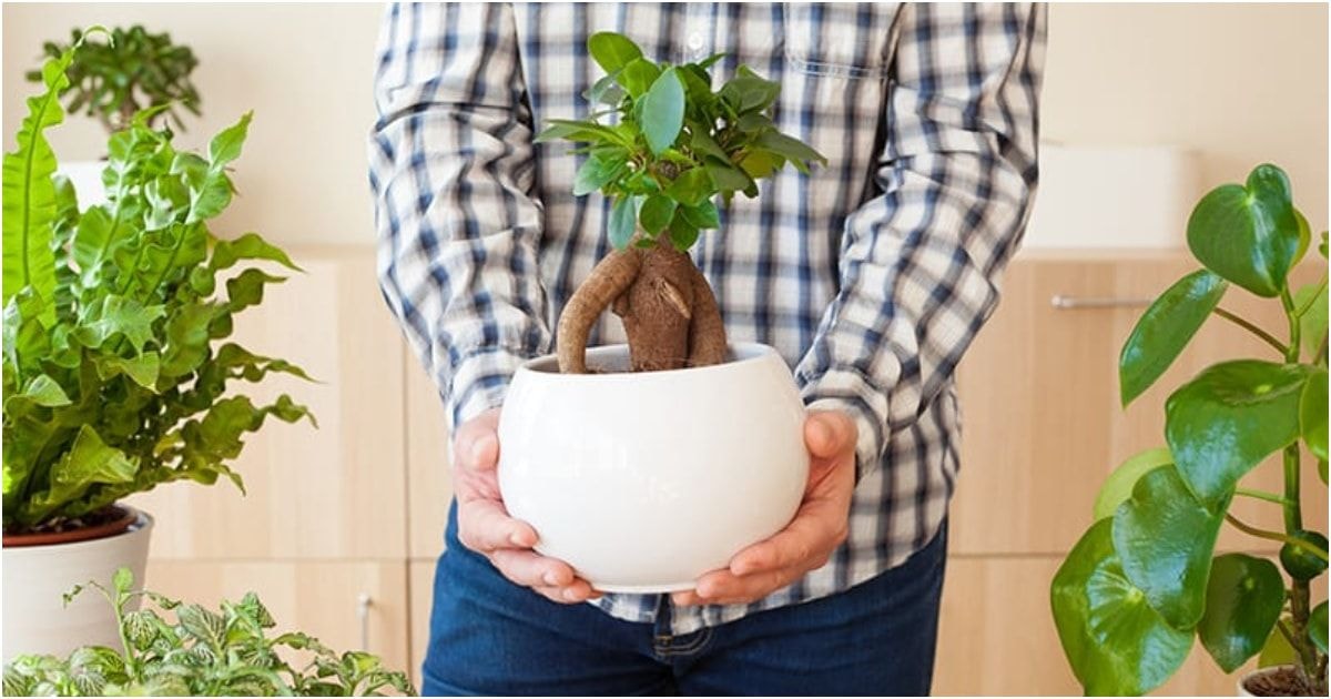 fikusas bonsai