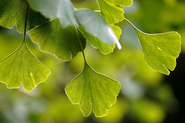 Ginkmedžio ekstraktas