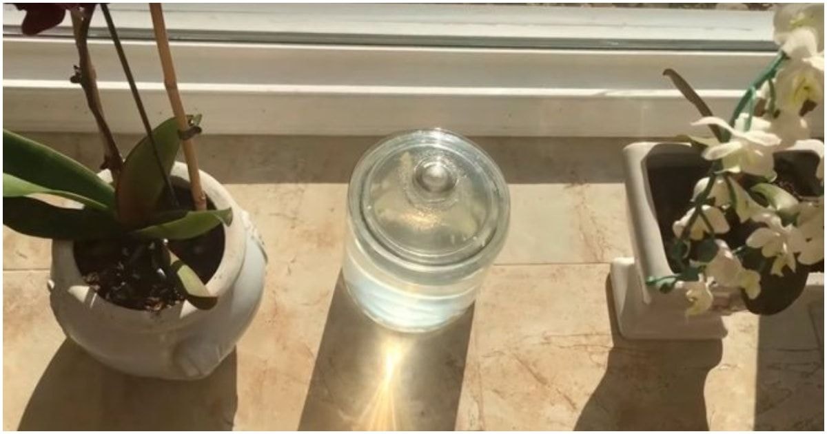 kad orchidėja augtų visus metus
